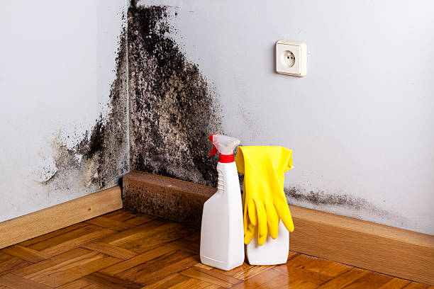Best Attic Mold Remediation in Aptos Hills Larkin Valley, CA